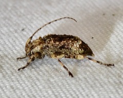 Leptostylus transversus