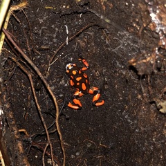 Oophaga solanensis