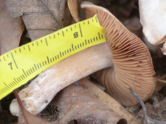 Cortinarius privignoides