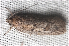 Syncometes vilis