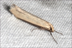 Philobota hypocausta