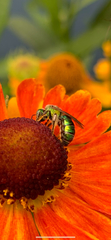 Halictidae