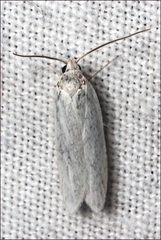 Zacorus carus