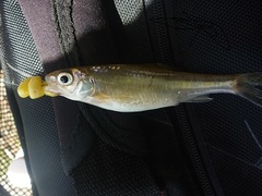 Cyprinella spiloptera