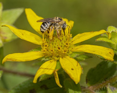 Melissodes communis communis