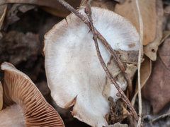 Cortinarius privignoides