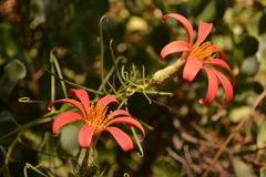 Mutisia subulata