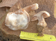 Cortinarius privignoides