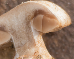 Cortinarius privignoides