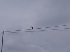 Rupornis magnirostris