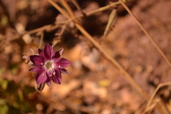 Malesherbia linearifolia