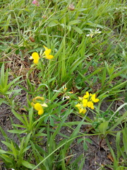 Lotus corniculatus