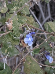Salvia cuspidata