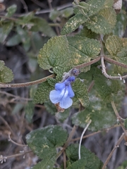 Salvia cuspidata