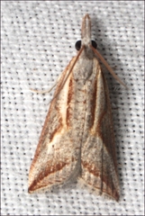 Arotrophora arcuatalis