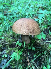 Boletus quercophilus