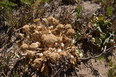 Gamocarpha scapigera