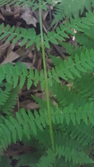 Athyrium filix-femina