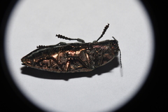 Poecilonota