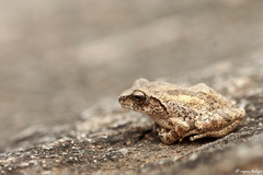 Raorchestes charius