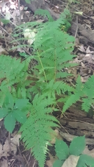 Athyrium filix-femina
