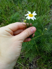 Tripleurospermum inodorum