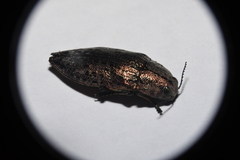 Poecilonota