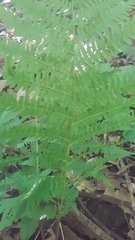 Athyrium filix-femina