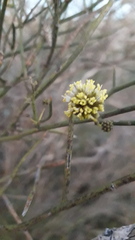 Prosopidastrum angusticarpum