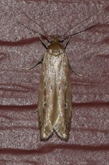 Limnaecia phragmitella