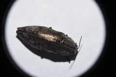 Poecilonota