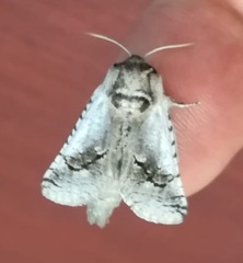 Parahypopta caestrum