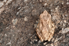 Raorchestes charius
