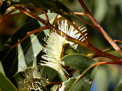 Eucalyptus megacarpa