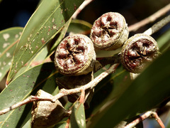 Eucalyptus megacarpa