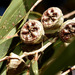 Eucalyptus megacarpa - Photo (c) Colin Ogle, alguns direitos reservados (CC BY-NC), uploaded by Colin Ogle