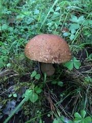 Boletus quercophilus