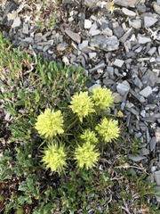 Castilleja hyperborea