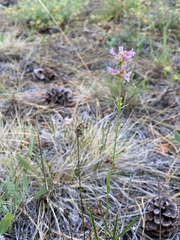 Penstemon peckii