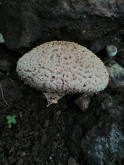 Boletellus