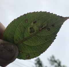 Aulagromyza orbitalis