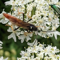 Amblyjoppa fuscipennis
