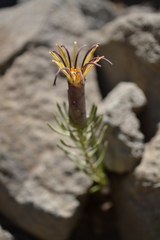 Mutisia linearifolia