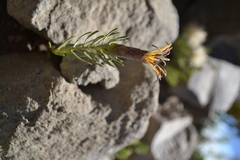 Mutisia linearifolia