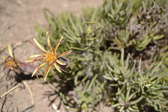 Mutisia linearifolia