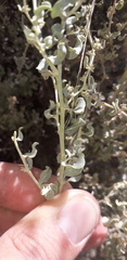 Atriplex lampa