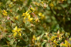 Balbisia gracilis