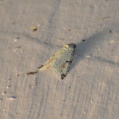 Maliattha concinnimacula