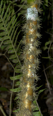 Leuenbergeria bleo