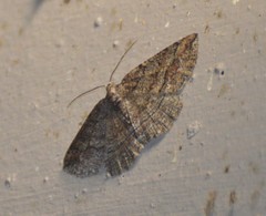 Pterospoda nigrescens